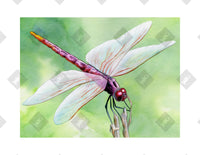 Dragonfly art print by Inkchievous