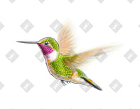 Flying Hummingbird art print by Inkchievous