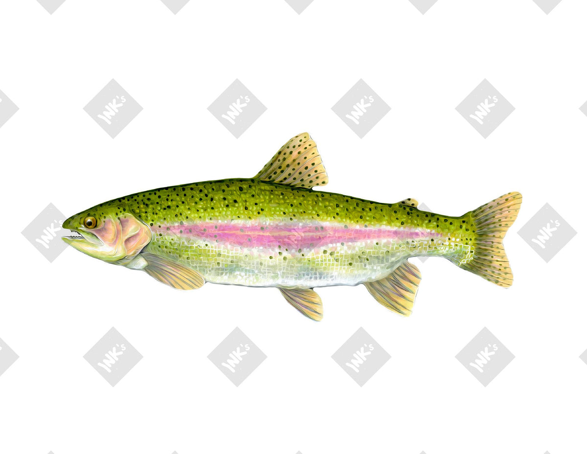 Rainbow Trout art print by Inkchievous