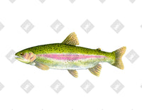 Rainbow Trout art print by Inkchievous